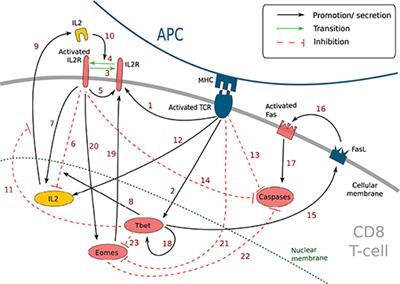 Model-Based Assessment of the Role of Uneven Partitioning of Molecular Content on Heterogeneity and Regulation of Differentiation in CD8 T-Cell Immune Responses